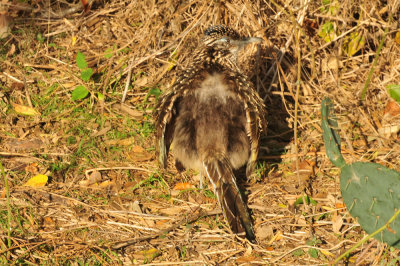 128cooks_040roadrunner.jpg