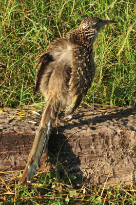 128cooks_069roadrunner.jpg