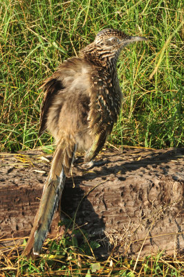 128cooks_072roadrunner.jpg
