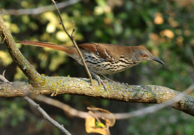 128cooks_094longbilled.jpg