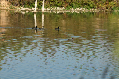 128cooks_169waterfowl.jpg