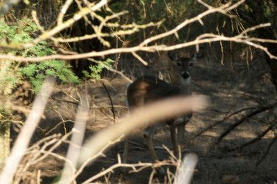 128cooks_171deer.jpg