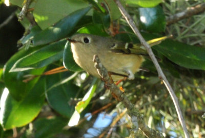 128cooks_188rubycrownedkinglet.jpg