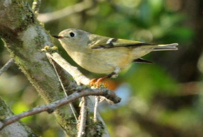 128cooks_189rubycrownedkinglet.jpg