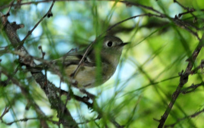 128cooks_210rubycrownedkinglet.jpg
