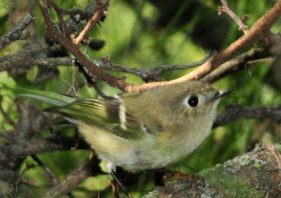 128cooks_221rubycrownedkinglet.jpg