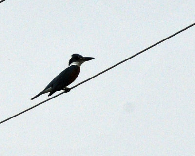 129cooks_015ringedfisher.jpg