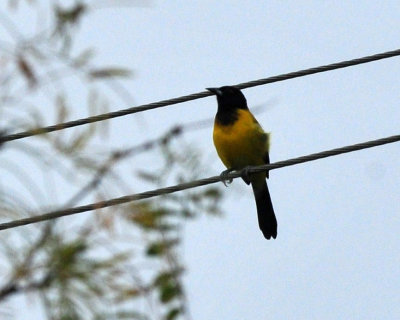 129cooks_022audubonsOriole.jpg