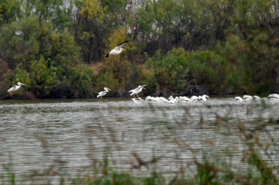 129cooks_038whitepelicans.jpg
