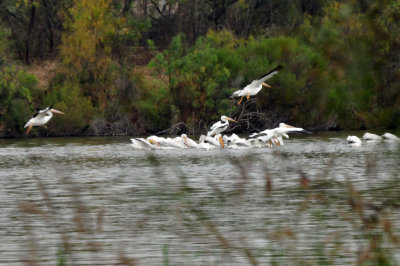 129cooks_041whitepelicans.jpg