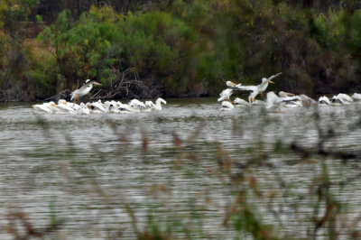 129cooks_042whitepelicans.jpg