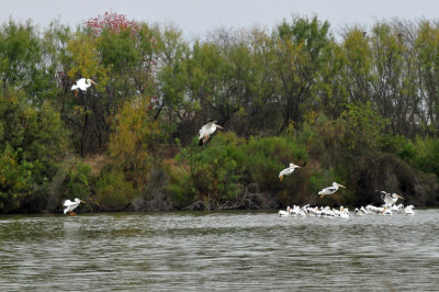 129cooks_056whitepelicans.jpg