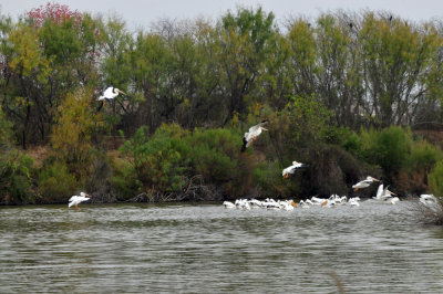 129cooks_058whitepelicans.jpg