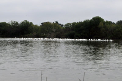 129cooks_078whitepelicans.jpg