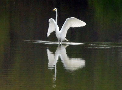 129cooks_086greategret.jpg