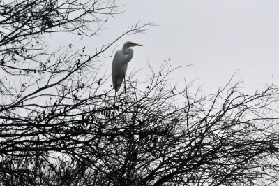129cooks_089greategret.jpg