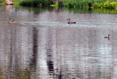 129cooks_101wigeonGadwalPiedbill.jpg