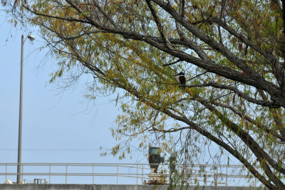 129cooks_107favoriteperch.jpg