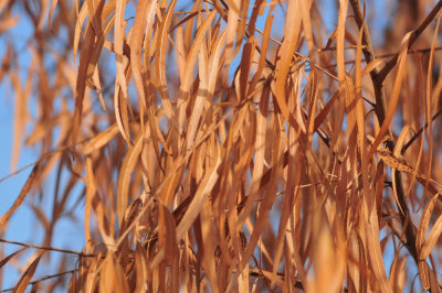129cooks_133leaves.jpg