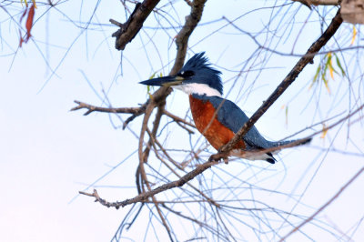 129cooks_148ringedkingfisherzzzzzzzzzz.jpg