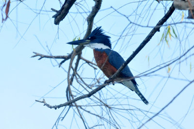129cooks_149ringedkingfisherzzzzzzzzzzzz.jpg