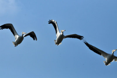 129cooks_155whitepelicans.jpg