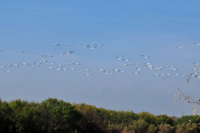 129cooks_161whitepelicans.jpg