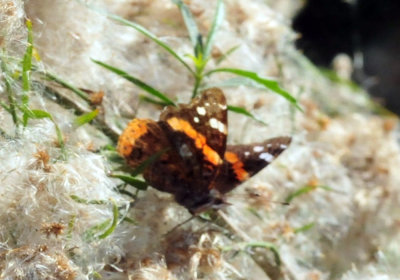129cooks_168redadmiral.jpg