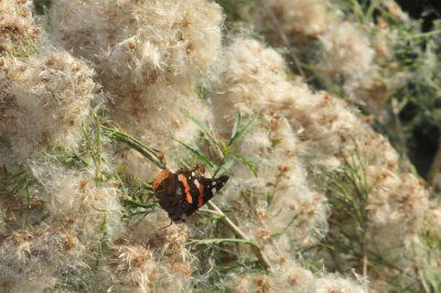 129cooks_171redadmiralgrandfathersbeardzzzzzzzz.jpg