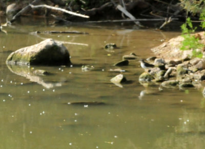 129cooks_182spottedsandpiper.jpg