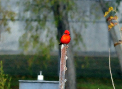 1211cooks_003vermilionflycatcher.jpg