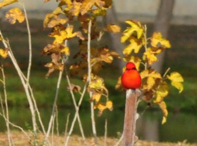 1211cooks_010vermilionflycatcher.jpg