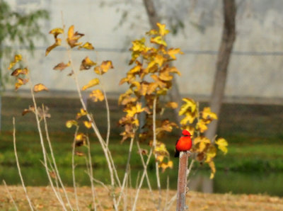 1211cooks_012vermilionflycatcher.jpg