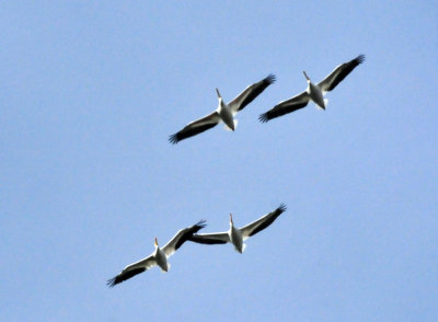 1211cooks_018whitepelicans.jpg