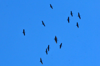 1211cooks_037sandhillcranes.jpg
