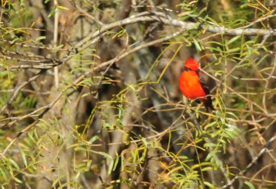 1211cooks_059vermilionflycatcher.jpg