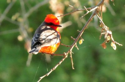 1211cooks_082vermilionflycatcher.jpg