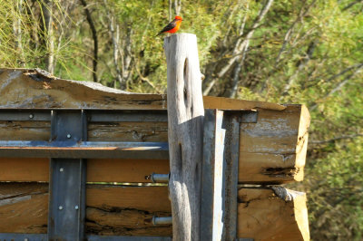 1211cooks_083vermilionflycatcher.jpg