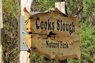 1211cooks_096vermilionflycatcher.jpg