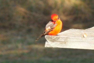 1211cooks_118vermilionflycatcher.jpg