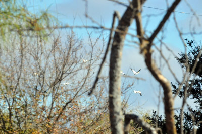 1211cooks_133whitepelicans.jpg