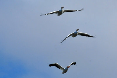 1211cooks_134whitepelicans.jpg