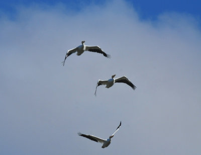 1211cooks_136whitepelicans.jpg
