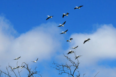 1211cooks_142whitepelicans.jpg