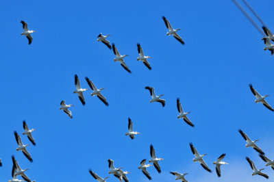 1211cooks_171whitepelicans.jpg