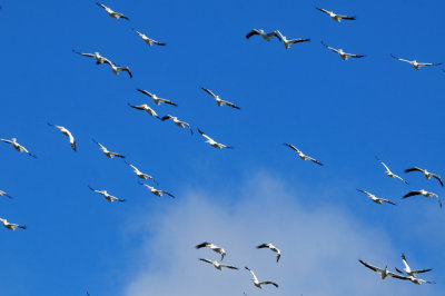 1211cooks_175whitepelicans.jpg
