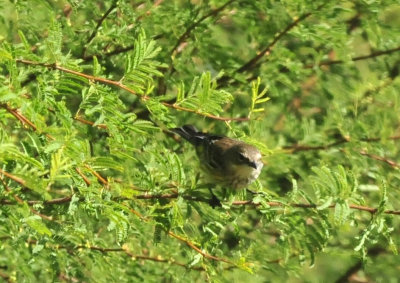 1211cooks_237yellowrumpedwarbler.jpg