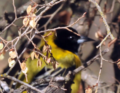 1212cooks_006audubonsoriole.jpg