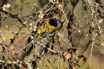1212cooks_007audubonsoriole.jpg