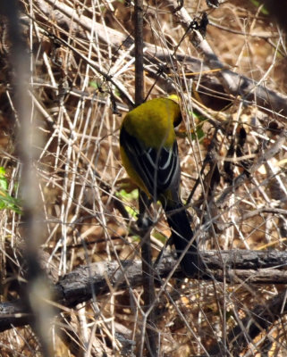 1212cooks_011audubonsoriole.jpg